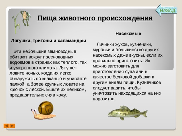 . НАЗАД Пища животного происхождения Насекомые     Личинки жуков, кузнечики, муравьи и большинство других насекомых даже вкусны, если их правильно приготовить. Их можно заготовить для приготовления супа или в качестве белковой добавки к другим видам пищи. Кузнечиков следует варить, чтобы уничтожить находящихся на них паразитов.  Лягушки, тритоны и саламандры     Эти небольшие земноводные обитают вокруг пресноводных водоемов в странах как теплого, так и умеренного климата. Лягушек ловите ночью, когда их легко обнаружить по кваканью и убивайте палкой, а более крупных ловите на крючок с леской. Ешьте их целиком, предварительно сняв кожу.   