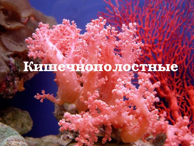 Кишечнополостные 
