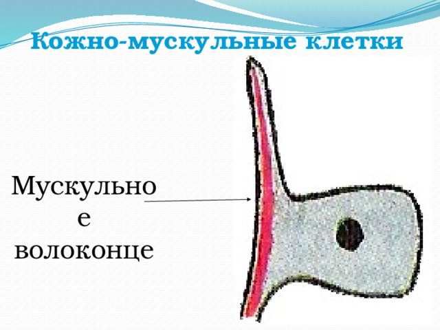 Кожно-мускульные клетки Мускульное волоконце 