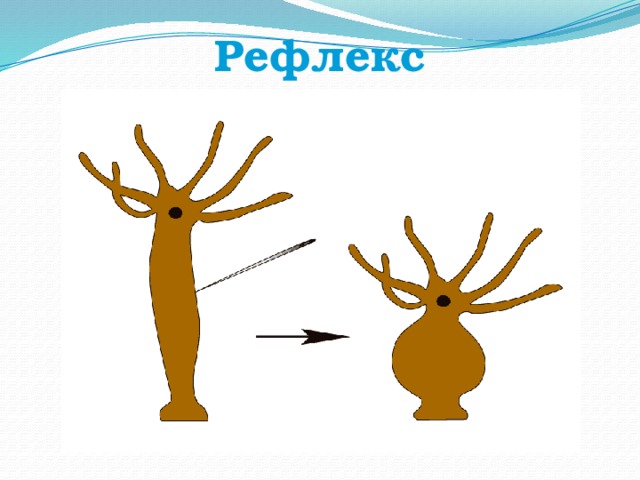 Рефлекс 