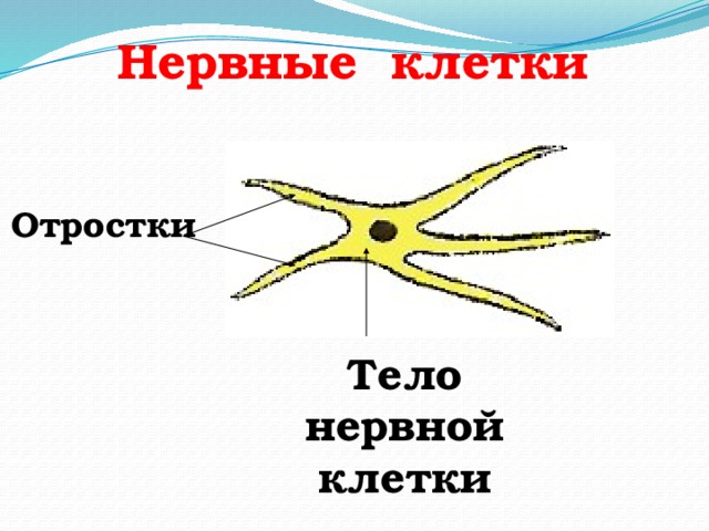 Нервные клетки Отростки Тело нервной клетки 