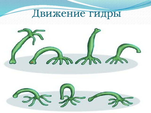 Движение гидры 