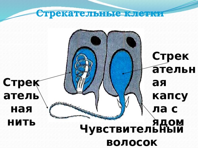 Стрекательные клетки Стрекательная капсула с ядом Стрекательная нить Чувствительный волосок 
