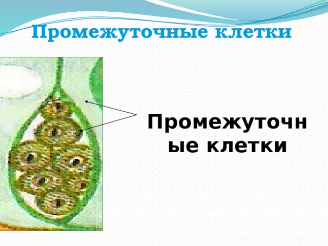 Промежуточные клетки Промежуточные клетки 