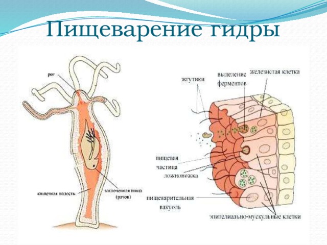 Пищеварение гидры 