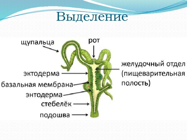 Выделение 