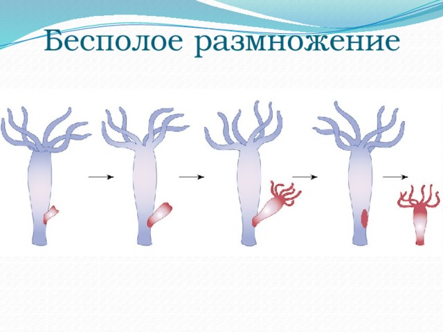Бесполое размножение 