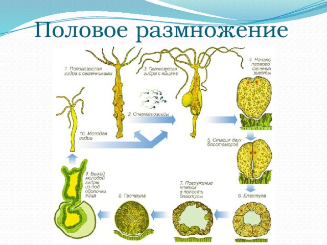 Половое размножение 