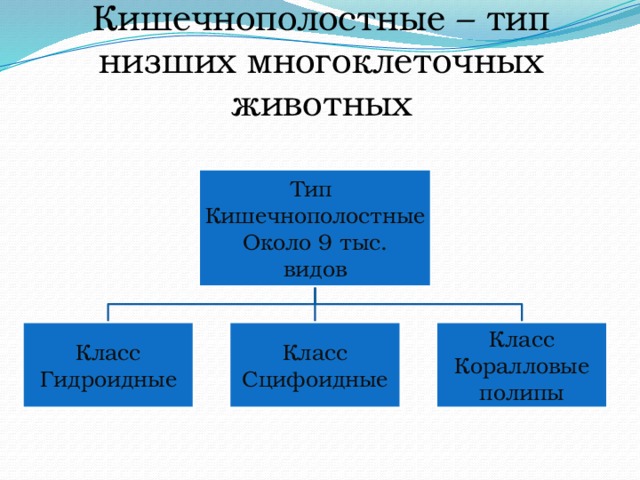 Кишечнополостные – тип низших многоклеточных животных Тип Кишечнополостные Около 9 тыс. видов Класс Класс Класс Гидроидные Сцифоидные Коралловые полипы 