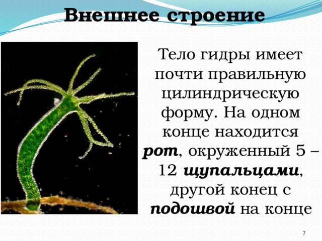 Внешнее строение Тело гидры имеет почти правильную цилиндрическую форму. На одном конце находится рот , окруженный 5 – 12 щупальцами , другой конец с подошвой на конце 5 