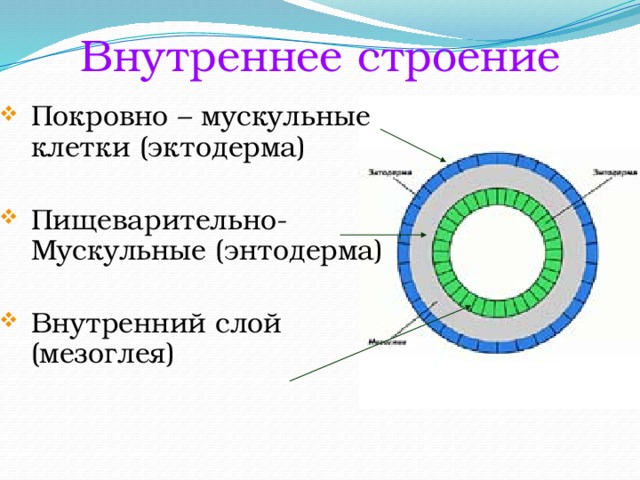 Внутреннее строение Покровно – мускульные клетки (эктодерма) Пищеварительно-Мускульные (энтодерма) Внутренний слой (мезоглея) 