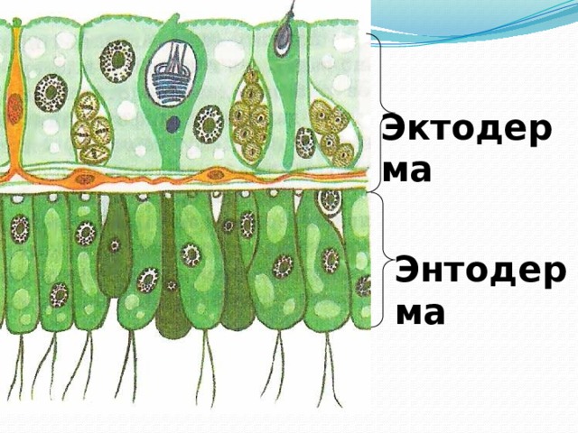 Эктодерма Энтодерма 