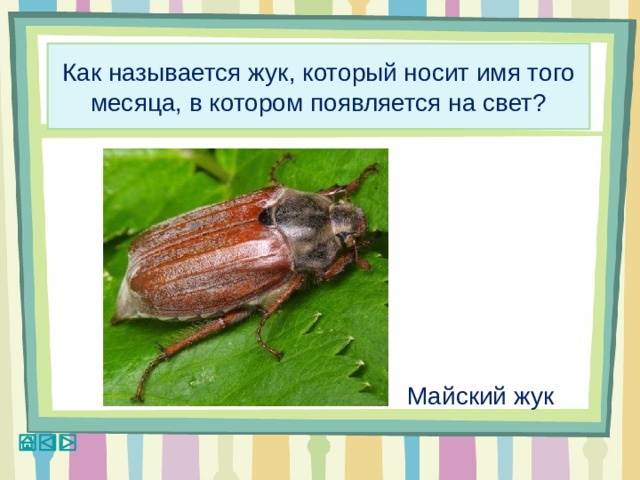 Как называется жук, который носит имя того месяца, в котором появляется на свет? Майский жук 