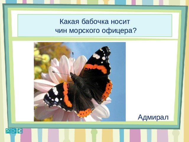 Какая бабочка носит  чин морского офицера? Адмирал 