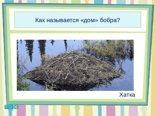 Как называется «дом» бобра? Хатка 