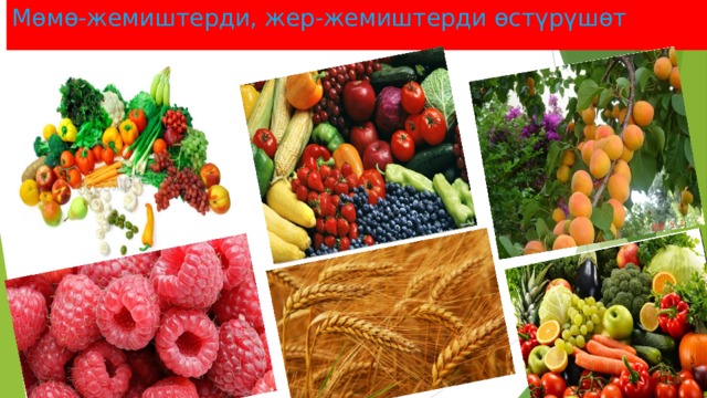 Мөмө-жемиштерди, жер-жемиштерди өстүрүшөт 