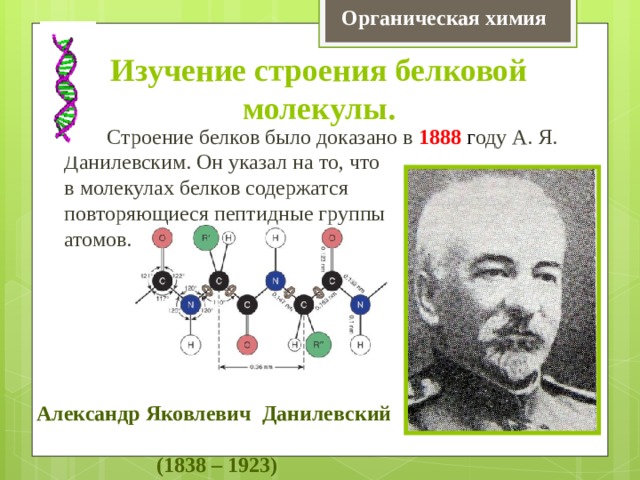 Органическая химия Изучение строения белковой молекулы.  Строение белков было доказано в 1888 г оду А. Я. Данилевским. Он указал на то, что в молекулах белков содержатся повторяющиеся пептидные группы атомов. Александр Яковлевич Данилевский (1838 – 1923) 