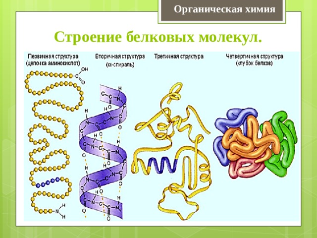Органическая химия Строение белковых молекул. 