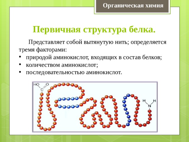 Органическая химия Первичная структура белка.  Представляет собой вытянутую нить; определяется тремя факторами: природой аминокислот, входящих в состав белков; количеством аминокислот; последовательностью аминокислот. 