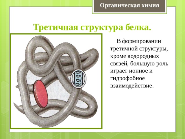 Органическая химия Третичная структура белка.  В формировании третичной структуры, кроме водородных связей, большую роль играет ионное и гидрофобное взаимодействие. 