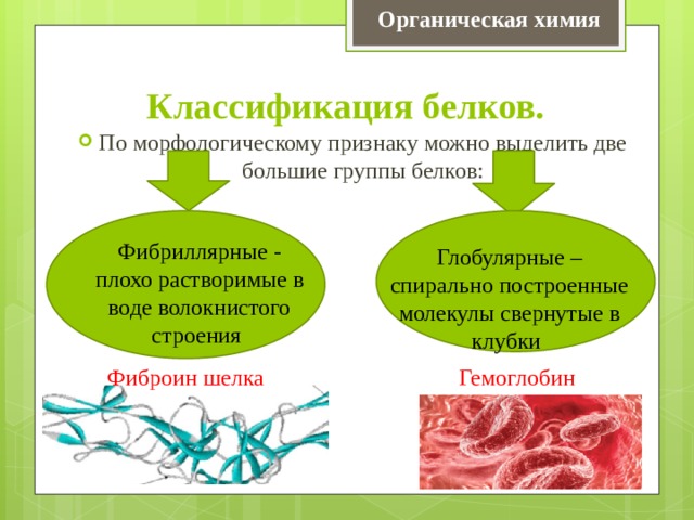 Органическая химия Классификация белков. По морфологическому признаку можно выделить две большие группы белков: Глобулярные – спирально построенные молекулы свернутые в клубки Фибриллярные - плохо растворимые в воде волокнистого строения Фиброин шелка Гемоглобин 