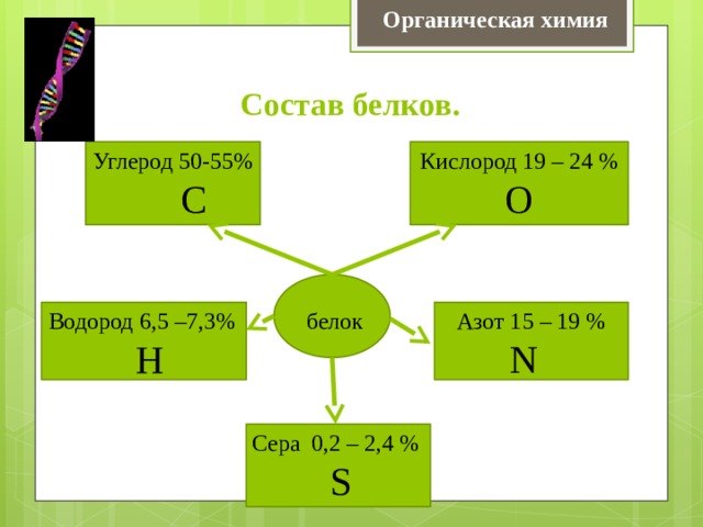 Органическая химия Состав белков. Углерод 50-55% Кислород 19 – 24 %  С  О белок Азот 15 – 19 % Водород 6,5 –7,3%  N  Н Сера 0,2 – 2,4 %  S 