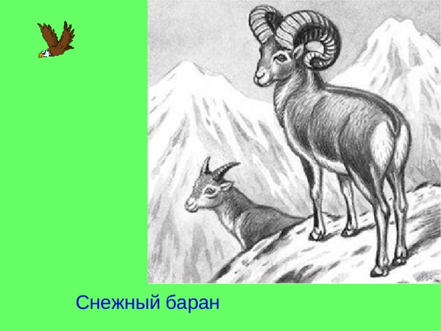 Снежный баран 