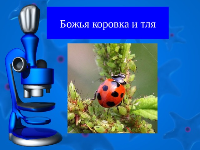 Божья коровка и тля 
