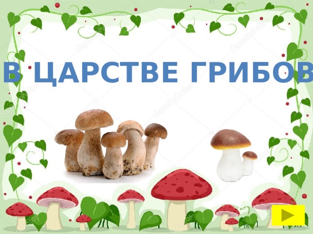 В царстве грибов 