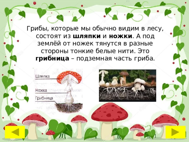 Грибы, которые мы обычно видим в лесу, состоят из шляпки и ножки . А под землёй от ножек тянутся в разные стороны тонкие белые нити. Это грибница – подземная часть гриба. 