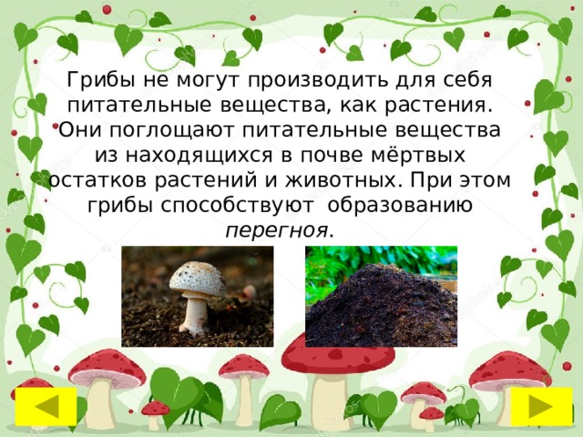 Грибы не могут производить для себя питательные вещества, как растения. Они поглощают питательные вещества из находящихся в почве мёртвых остатков растений и животных. При этом грибы способствуют образованию перегноя . 