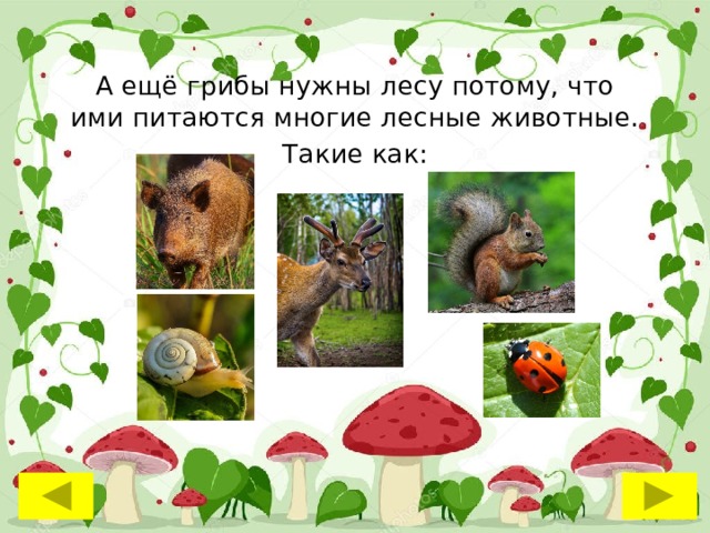 А ещё грибы нужны лесу потому, что ими питаются многие лесные животные. Такие как: 