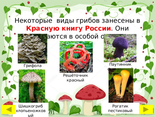 Некоторые виды грибов занесены в Красную книгу России . Они нуждаются в особой охране. Паутинник фиолетовый Грифола курчавая Решёточник красный Рогатик пестиковый Шишкогриб хлопьеножковый 