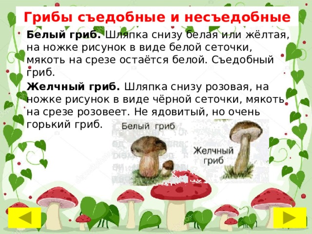 Грибы съедобные и несъедобные Белый гриб. Шляпка снизу белая или жёлтая, на ножке рисунок в виде белой сеточки, мякоть на срезе остаётся белой. Съедобный гриб. Желчный гриб. Шляпка снизу розовая, на ножке рисунок в виде чёрной сеточки, мякоть на срезе розовеет. Не ядовитый, но очень горький гриб. 