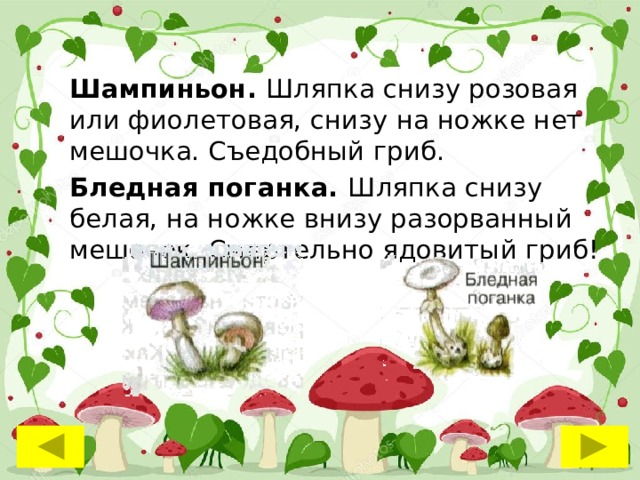 Шампиньон. Шляпка снизу розовая или фиолетовая, снизу на ножке нет мешочка. Съедобный гриб. Бледная поганка. Шляпка снизу белая, на ножке внизу разорванный мешочек. Смертельно ядовитый гриб! 