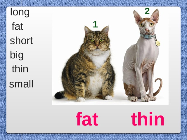 2  long 1 fat short big thin small thin fat 