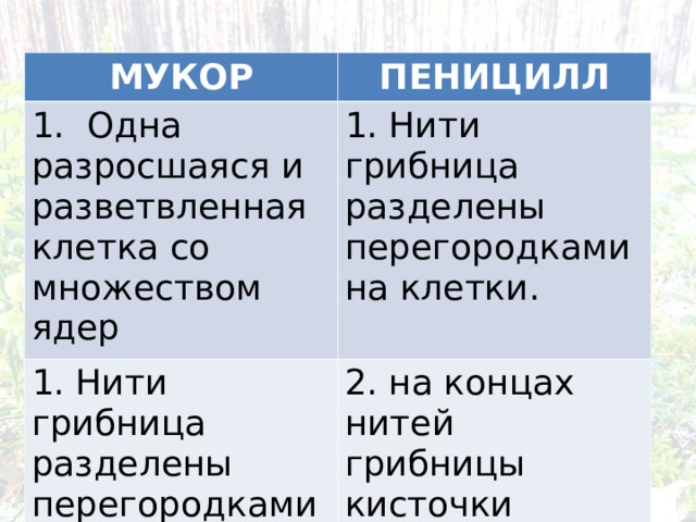МУКОР ПЕНИЦИЛЛ 1. Одна разросшаяся и разветвленная клетка со множеством ядер 1. Нити грибница разделены перегородками на клетки. 1. Нити грибница разделены перегородками на клетки. 2. на концах нитей грибницы кисточки 