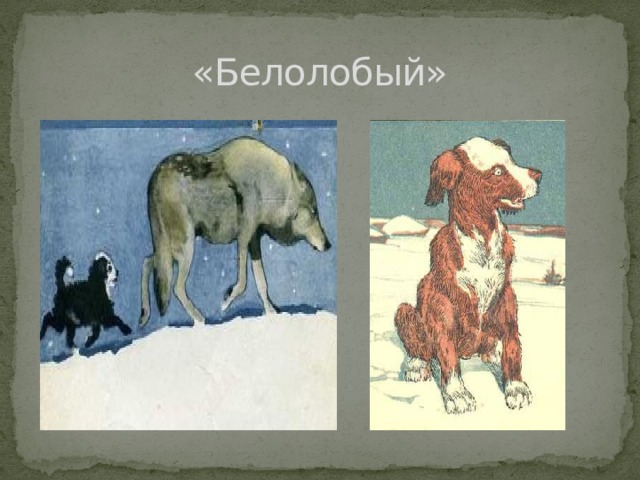 «Белолобый» 