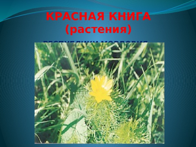 КРАСНАЯ  КНИГА  (растения) РЕСПУБЛИКИ  МОРДОВИЯ 