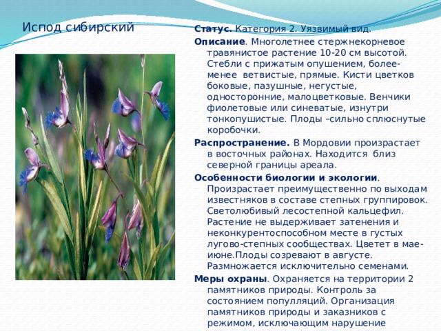 Испод сибирский Статус. Категория 2. Уязвимый вид. Описание . Многолетнее стержнекорневое травянистое растение 10-20 см высотой. Стебли с прижатым опушением, более- менее ветвистые, прямые. Кисти цветков боковые, пазушные, негустые, односторонние, малоцветковые. Венчики фиолетовые или синеватые, изнутри тонкопушистые. Плоды –сильно сплюснутые коробочки. Распространение. В Мордовии произрастает в восточных районах. Находится близ северной границы ареала. Особенности биологии и экологии . Произрастает преимущественно по выходам известняков в составе степных группировок. Светолюбивый лесостепной кальцефил. Растение не выдерживает затенения и неконкурентоспособном месте в густых лугово-степных сообществах. Цветет в мае- июне.Плоды созревают в августе. Размножается исключительно семенами. Меры охраны . Охраняется на территории 2 памятников природы. Контроль за состоянием популляций. Организация памятников природы и заказников с режимом, исключающим нарушение растительного покрова. 