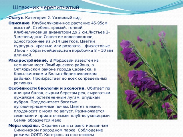 Шпажник черепитчатый Статус . Категория 2. Уязвимый вид. Описание . Клубнелуковичное растение 45-95см высотой. Стебель прямой, тонкий. Клубнелуковица диаметром до 2 см.Листьев 2-3,мечевидные.Соцветие колосовидное, одностороннее из 3-14 цветков. Цветки пурпурно- красные или розовато – фиолетовые .Плод - обратнояйцевидная коробочка 8 – 10 мм длинной. Распространение. В Мордовии известен из немногих мест Лямбирьского района, в Октябрьском районе города Саранска, в Ковылкинском и Большеберезниковском районах. Произрастает во всех сопредельных регионах. Особенности биологии и экологии. Обитает по днищам балок, сырым берегам рек, сыроватым лужайкам, остепененным лугам, опушкам дубрав. Предпочитает богатые луговочерноземные почвы. Цветет в июне, плодоносит с июля по август. Размножается семенами и придаточными клубнелуковицами. Семян образуется мало. Меры охраны. Охраняется в спроектированном Симкинском природном парке. Соблюдение режима ООПТ.  Контроль за состоянием популяции. Организация памятников природ 