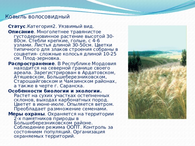  Ковыль волосовидный Статус .Категория2. Уязвимый вид. Описание . Многолетнее травянистое густодерновинное растение высотой 30-80см. Стебли крепкие, голые, с 4-6 узлами. Листья длиной 30-50см. Цветки типичного для злаков строения собраны в соцветия- сложные колосья длиной 10-25 см. Плод-зерновка. Распространение . В Республике Мордовия находится на северной границе своего ареала. Зарегистрирован в Ардатовском, Атяшевском, Большеберезниковском, Старошайговском и Чамзинском районах, а также в черте г. Саранска. Особенности биологии и экологии. Растет на сухих участках остепненных склонов, выходах карбонатных пород. Цветет в июне-июле. Опыляется ветром. Преобладает размножение семенами. Меры охраны . Охраняется на территории 2-х памятников природы в Большеберезниковском районе. Соблюдение режима ООПТ. Контроль за состоянием популяций. Организация охраняемых территорий.  
