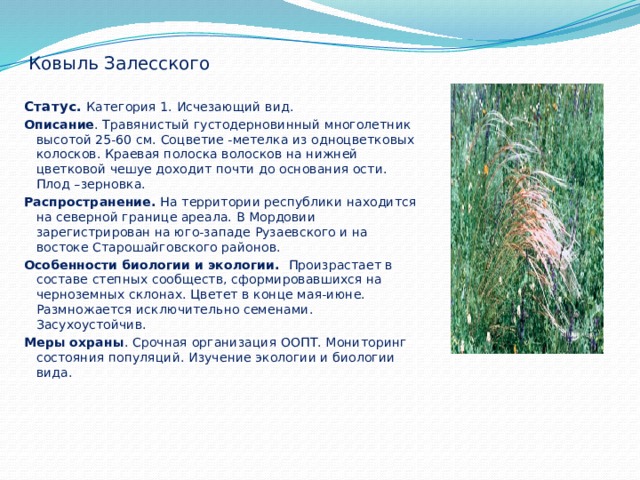 Ковыль Залесского Статус. Категория 1. Исчезающий вид. Описание . Травянистый густодерновинный многолетник высотой 25-60 см. Соцветие -метелка из одноцветковых колосков. Краевая полоска волосков на нижней цветковой чешуе доходит почти до основания ости. Плод –зерновка. Распространение. На территории республики находится на северной границе ареала. В Мордовии зарегистрирован на юго-западе Рузаевского и на востоке Старошайговского районов. Особенности биологии и экологии. Произрастает в составе степных сообществ, сформировавшихся на черноземных склонах. Цветет в конце мая-июне. Размножается исключительно семенами. Засухоустойчив. Меры охраны . Срочная организация ООПТ. Мониторинг состояния популяций. Изучение экологии и биологии вида.  