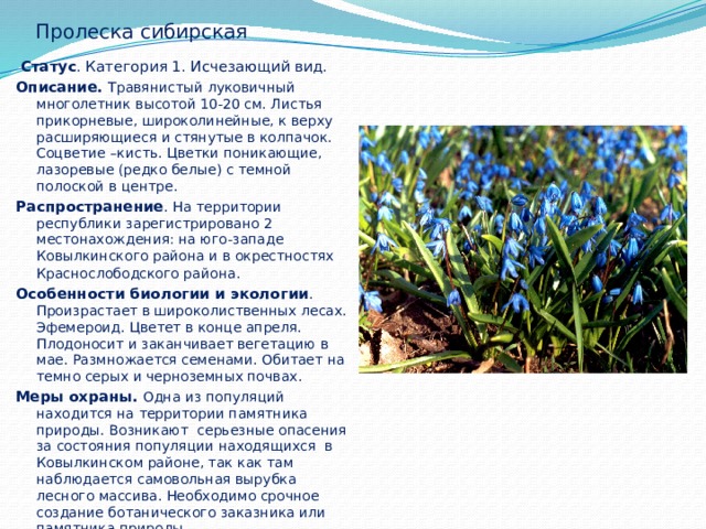 Пролеска сибирская  Статус . Категория 1. Исчезающий вид. Описание. Травянистый луковичный многолетник высотой 10-20 см. Листья прикорневые, широколинейные, к верху расширяющиеся и стянутые в колпачок. Соцветие –кисть. Цветки поникающие, лазоревые (редко белые) с темной полоской в центре. Распространение . На территории республики зарегистрировано 2 местонахождения: на юго-западе Ковылкинского района и в окрестностях Краснослободского района . Особенности биологии и экологии . Произрастает в широколиственных лесах. Эфемероид. Цветет в конце апреля. Плодоносит и заканчивает вегетацию в мае. Размножается семенами. Обитает на темно серых и черноземных почвах. Меры охраны. Одна из популяций находится на территории памятника природы. Возникают серьезные опасения за состояния популяции находящихся в Ковылкинском районе, так как там наблюдается самовольная вырубка лесного массива. Необходимо срочное создание ботанического заказника или памятника природы. 
