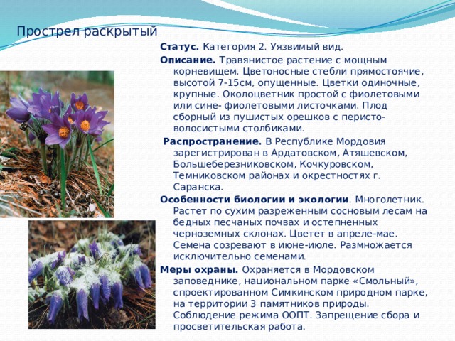 Прострел раскрытый Статус. Категория 2. Уязвимый вид. Описание. Травянистое растение с мощным корневищем. Цветоносные стебли прямостоячие, высотой 7-15см, опущенные. Цветки одиночные, крупные. Околоцветник простой с фиолетовыми или сине- фиолетовыми листочками. Плод сборный из пушистых орешков с перисто-волосистыми столбиками.  Распространение. В Республике Мордовия зарегистрирован в Ардатовском, Атяшевском, Большеберезниковском, Кочкуровском, Темниковском районах и окрестностях г. Саранска. Особенности биологии и экологии . Многолетник. Растет по сухим разреженным сосновым лесам на бедных песчаных почвах и остепненных черноземных склонах. Цветет в апреле-мае. Семена созревают в июне-июле. Размножается исключительно семенами. Меры охраны. Охраняется в Мордовском заповеднике, национальном парке «Смольный», спроектированном Симкинском природном парке, на территории 3 памятников природы. Соблюдение режима ООПТ. Запрещение сбора и просветительская работа. 