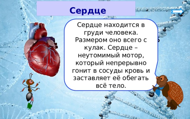  Сердце Сердце находится в груди человека. Размером оно всего с кулак. Сердце – неутомимый мотор, который непрерывно гонит в сосуды кровь и заставляет её обегать всё тело. 