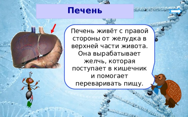 Печень Печень живёт с правой стороны от желудка в верхней части живота. Она вырабатывает желчь, которая поступает в кишечник и помогает переваривать пищу. 