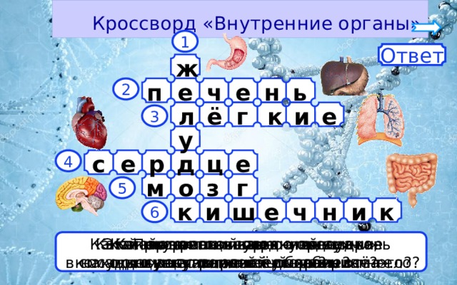  Кроссворд «Внутренние органы» 1 Ответ ж  ь н е ч п е 2 к ё г и е л 3 у д ц с е р е 4 з г о м 5 и ш н е ч и к к 6 При помощи какого органа Этот орган называют «главным Какой орган «внутренней кухни» Какой внутренний орган гонит кровь Как называется главное отделение Как называют соседку желудка, осуществляется дыхание? командным пунктом всего организма». похож на извилистый лабиринт? в сосуды и заставляет её обегать всё тело? «внутренней кухни»? находящуюся с правой стороны от него? 