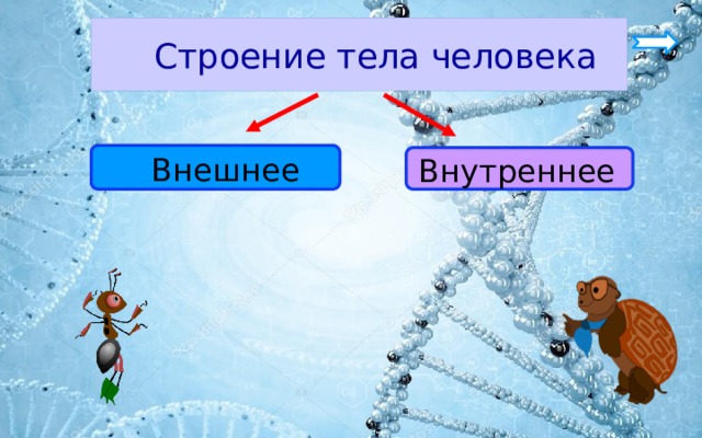  Строение тела человека  Внешнее Внутреннее 