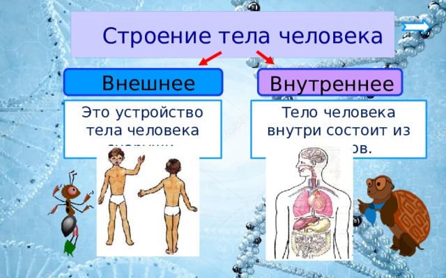  Строение тела человека  Внешнее Внутреннее Это устройство тела человека снаружи. Тело человека внутри состоит из органов. 